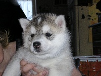 du petit Fresquet enchanté - Siberian Husky - Portée née le 06/12/2008