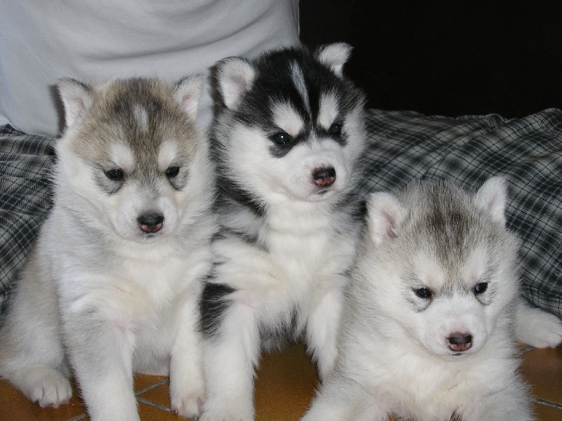 BEBES KISSY 2008