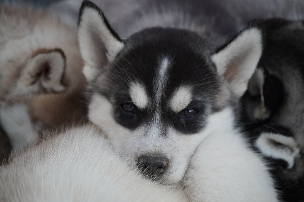 du petit Fresquet enchanté - Siberian Husky - Portée née le 03/08/2021